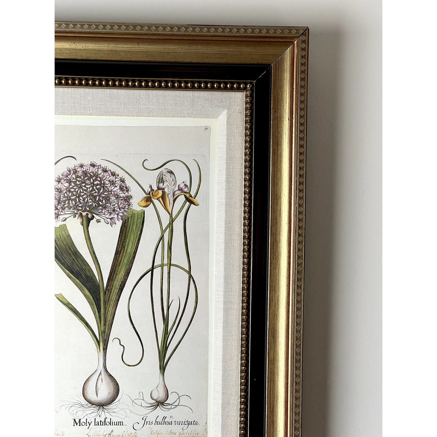 Framed Print Moly latifolium from Basilius Besler's Hortus Eystettensis (Garden of Eichstätt), a florilegium published in Nuremberg in 1613