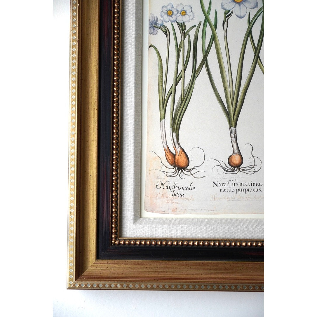 Framed Botanical Print “Narcissus maximus medio purpureus” by Basilius Besler.