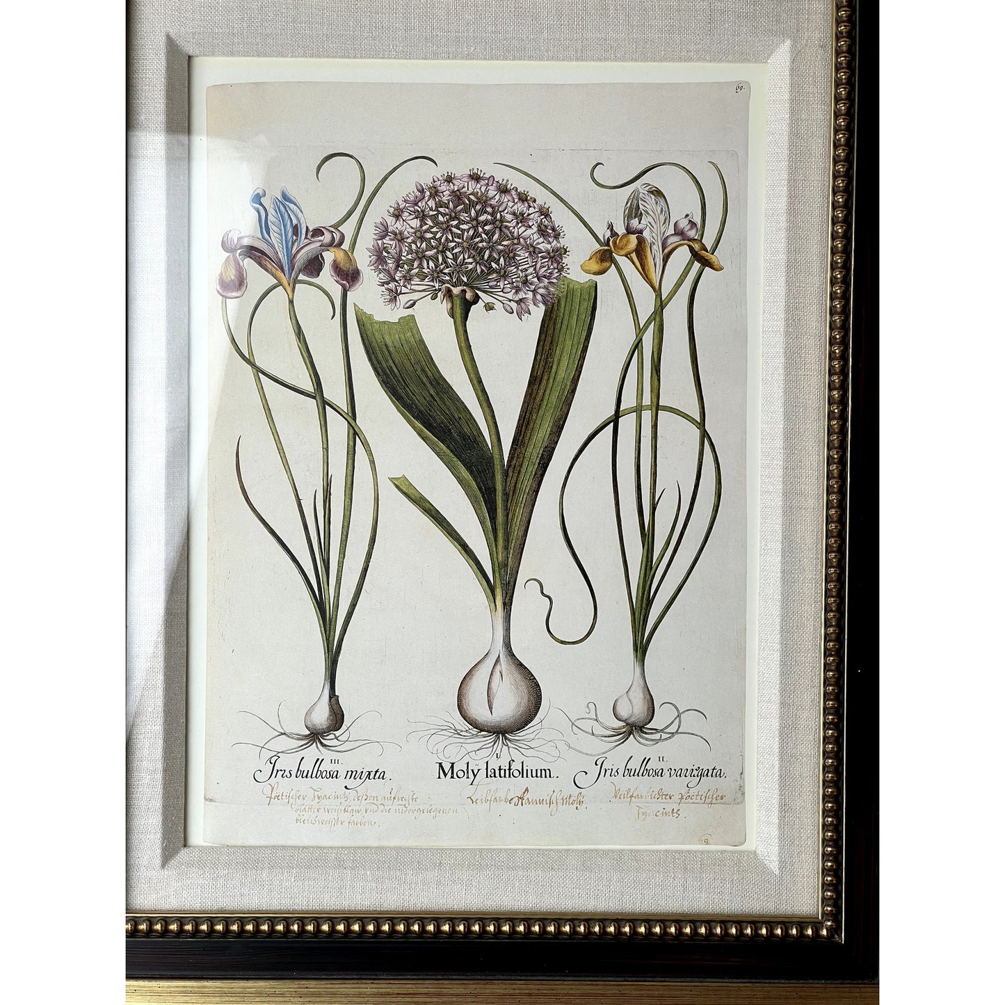 Framed Print Moly latifolium from Basilius Besler's Hortus Eystettensis (Garden of Eichstätt), a florilegium published in Nuremberg in 1613