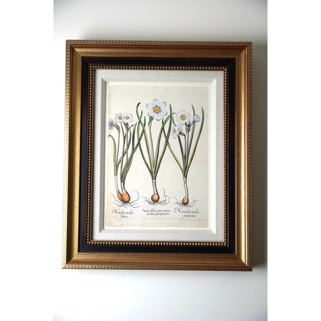 Framed Botanical Print “Narcissus maximus medio purpureus” by Basilius Besler.
