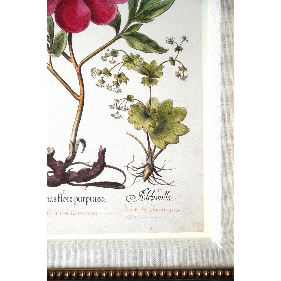 Framed Botanical Print "Paeonia mas flore purpureo," which depicts a purple-flowered peony alongside other plants from Pierre Joseph Buchoz's "Histoire Universelle du Regne Vegetal"