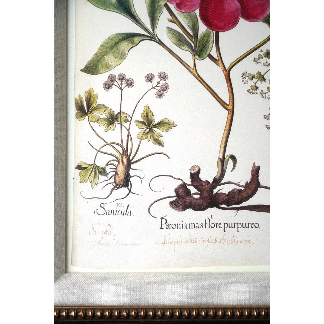 Framed Botanical Print "Paeonia mas flore purpureo," which depicts a purple-flowered peony alongside other plants from Pierre Joseph Buchoz's "Histoire Universelle du Regne Vegetal"