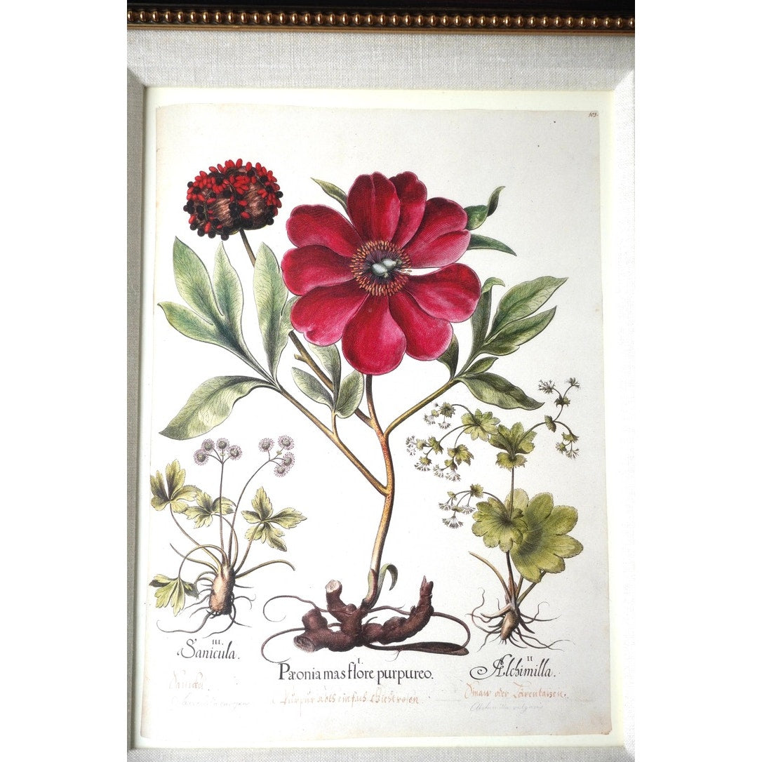 Framed Botanical Print "Paeonia mas flore purpureo," which depicts a purple-flowered peony alongside other plants from Pierre Joseph Buchoz's "Histoire Universelle du Regne Vegetal"