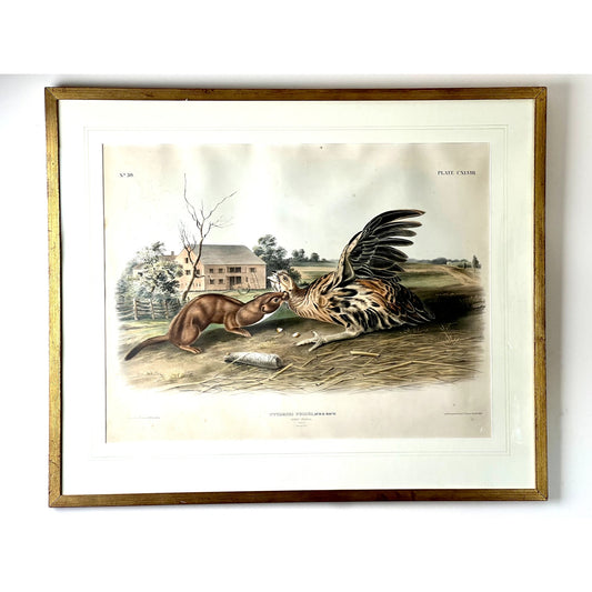 A framed original hand-colored lithograph titled “Tawny Weasel” (1848) by John James Audubon and John Woodhouse Audubon from the Viviparous Quadrupeds of North America, Imperial Edition, offered by Pearl City Antiques, depicts a weasel attacking a large bird in a grassy field with a house and trees in the background.