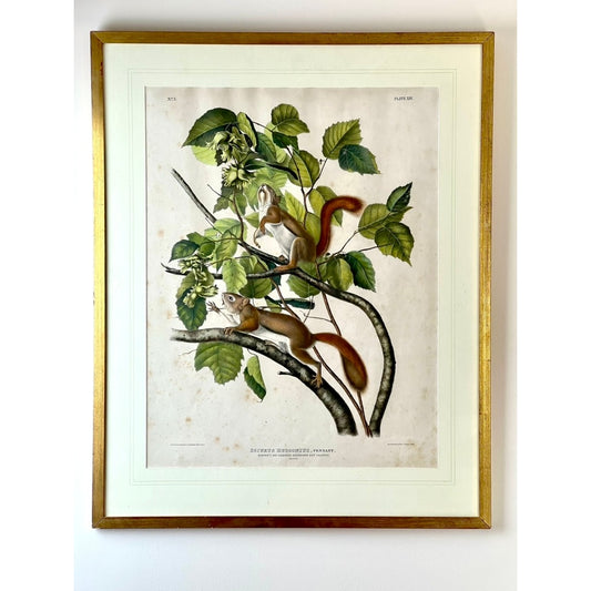 Original hand-colored lithograph titled “Hudson’s Bay Squirrel Chickaree Red Squirrel”, created by John James Audubon in 1843 as part of the Viviparous Quadrupeds of North America, Imperial Bowen Edition, and offered by Pearl City Antiques. This framed artwork features two squirrels perched on tree branches with green leaves and seed pods against a white background, evoking the classic style of Audubon’s renowned naturalist illustrations.