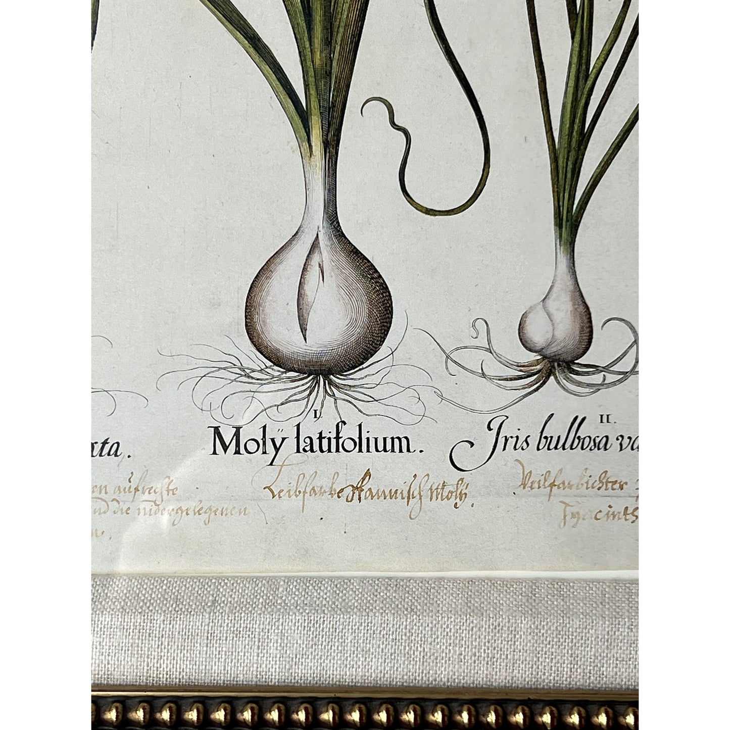 Framed Print Moly latifolium from Basilius Besler's Hortus Eystettensis (Garden of Eichstätt), a florilegium published in Nuremberg in 1613