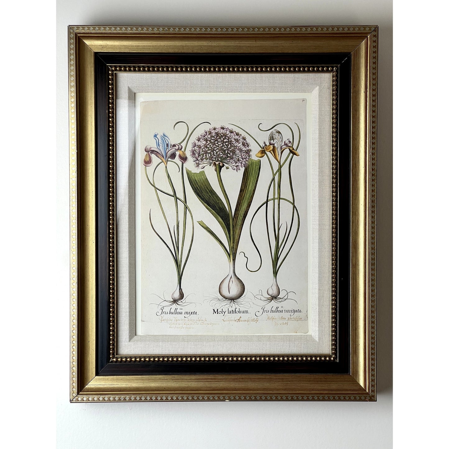 Framed Print Moly latifolium from Basilius Besler's Hortus Eystettensis (Garden of Eichstätt), a florilegium published in Nuremberg in 1613