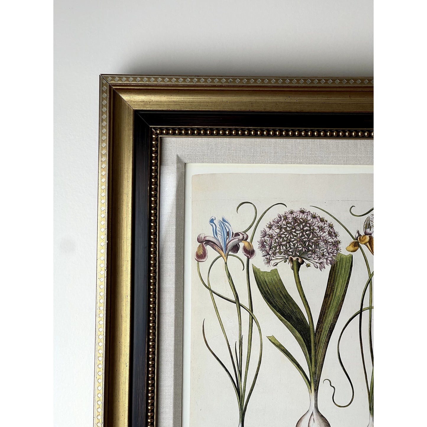 Framed Print Moly latifolium from Basilius Besler's Hortus Eystettensis (Garden of Eichstätt), a florilegium published in Nuremberg in 1613