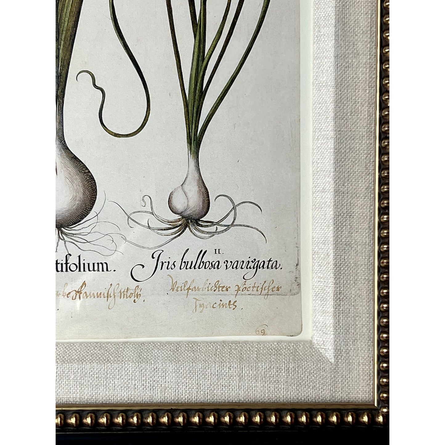 Framed Print Moly latifolium from Basilius Besler's Hortus Eystettensis (Garden of Eichstätt), a florilegium published in Nuremberg in 1613
