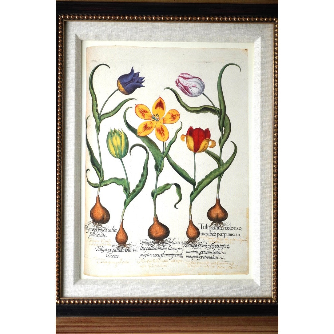 Framed Botanical Print Red and Yellow tulip, et al. From Hortus Eystettensis Pl 73 by Basilius Besler first published 1613