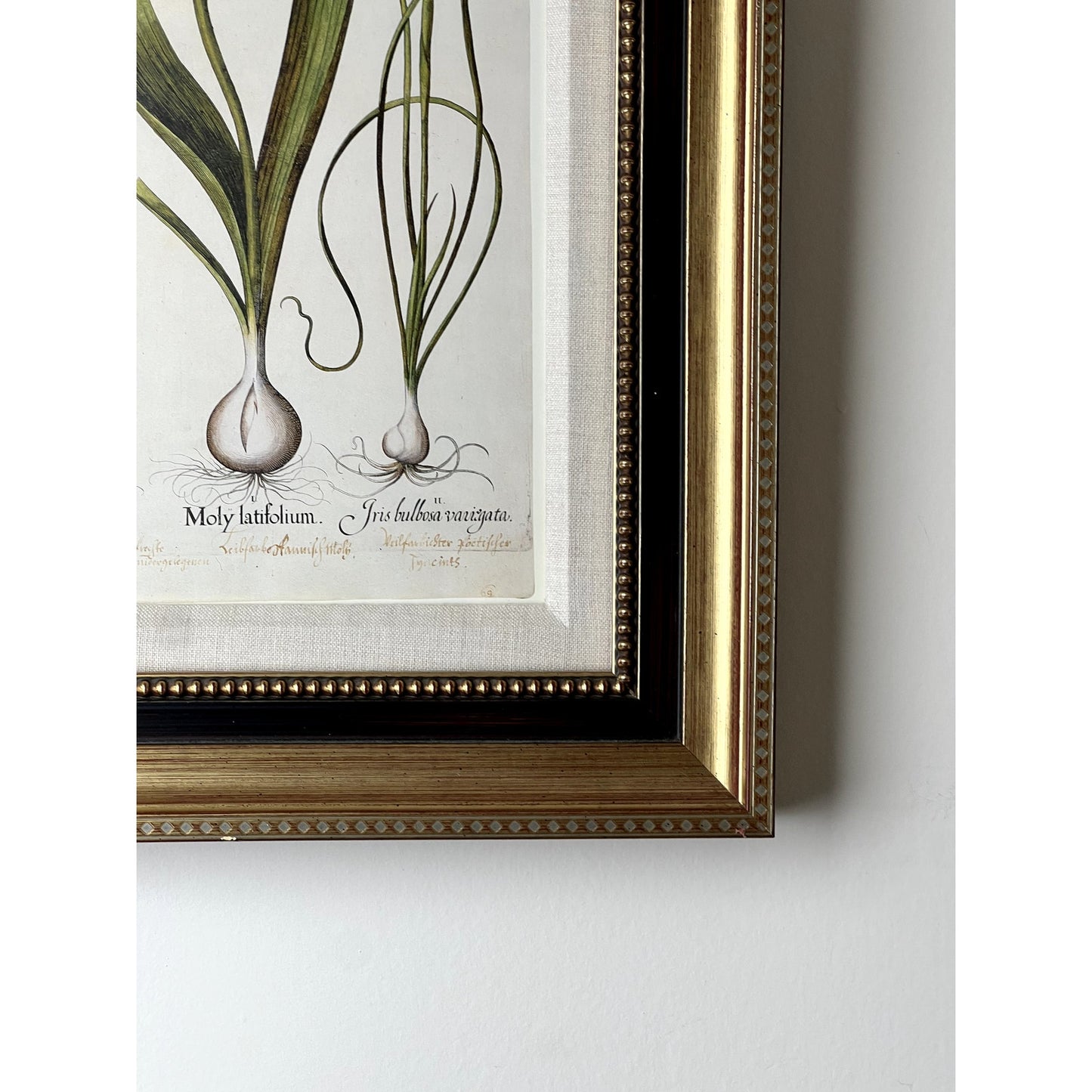 Framed Print Moly latifolium from Basilius Besler's Hortus Eystettensis (Garden of Eichstätt), a florilegium published in Nuremberg in 1613
