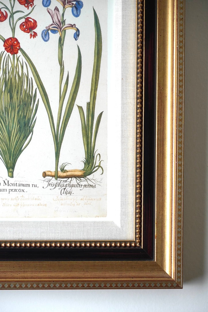Framed Botanical Print Iris Bulbosa pallida from Basilius Besler's "Hortus Eystettensis," a renowned florilegium first published in 1613