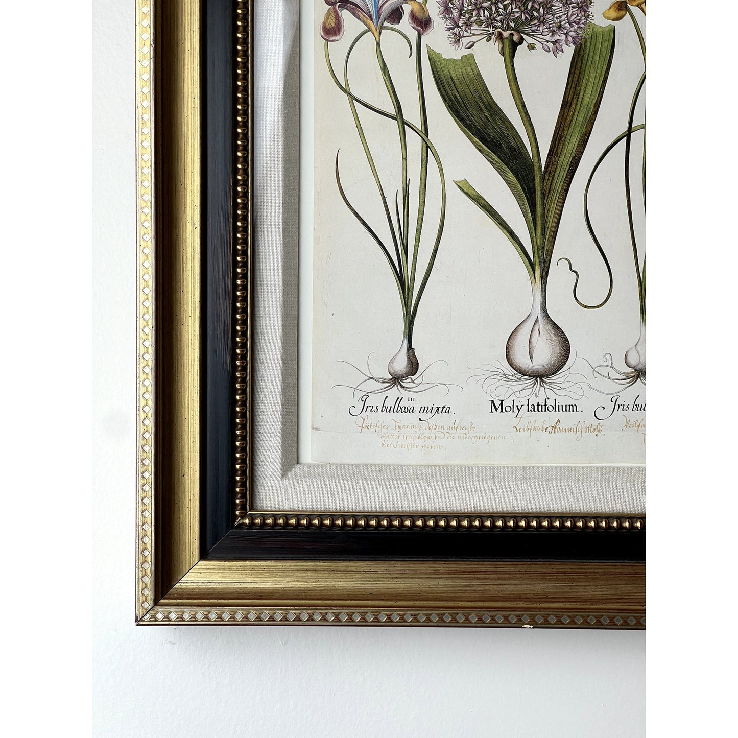 Framed Print Moly latifolium from Basilius Besler's Hortus Eystettensis (Garden of Eichstätt), a florilegium published in Nuremberg in 1613