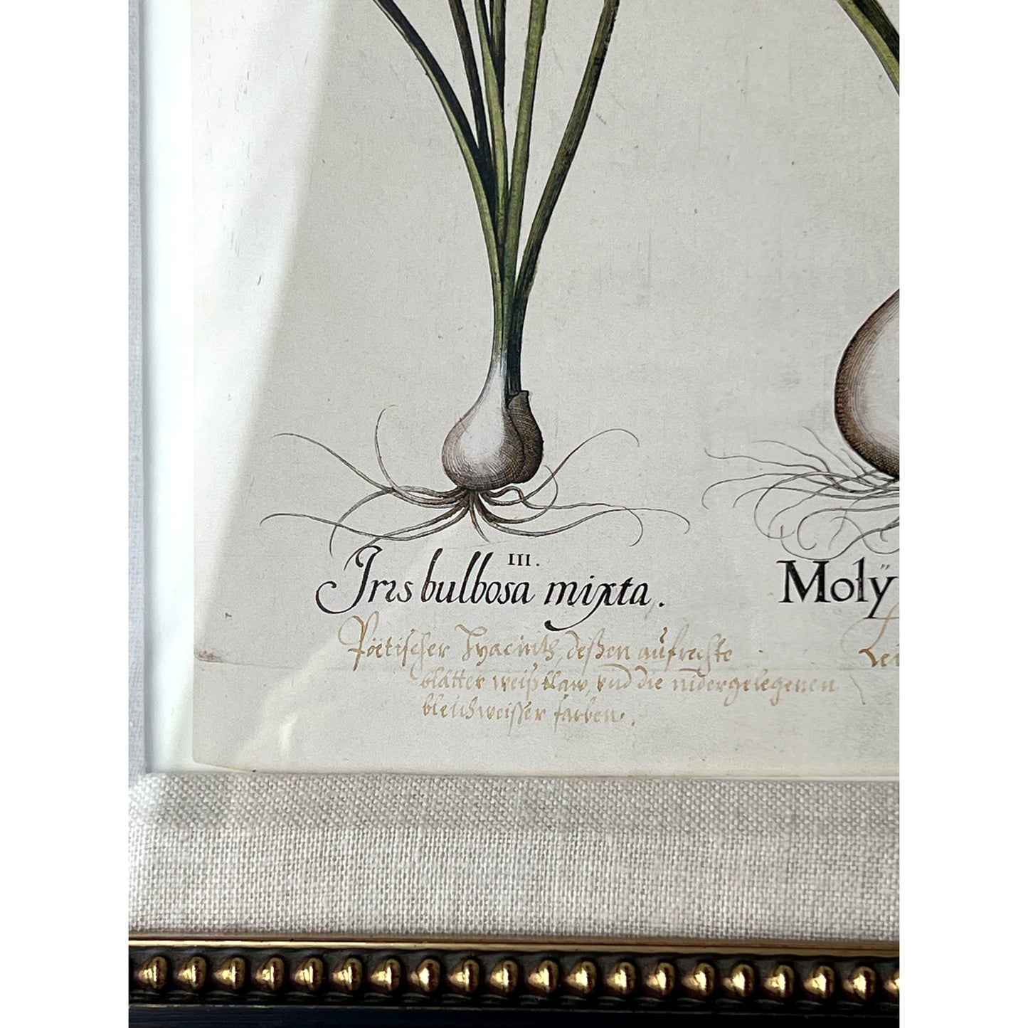 Framed Print Moly latifolium from Basilius Besler's Hortus Eystettensis (Garden of Eichstätt), a florilegium published in Nuremberg in 1613