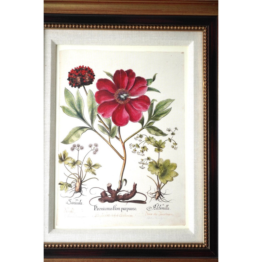 Framed Botanical Print "Paeonia mas flore purpureo," which depicts a purple-flowered peony alongside other plants from Pierre Joseph Buchoz's "Histoire Universelle du Regne Vegetal"
