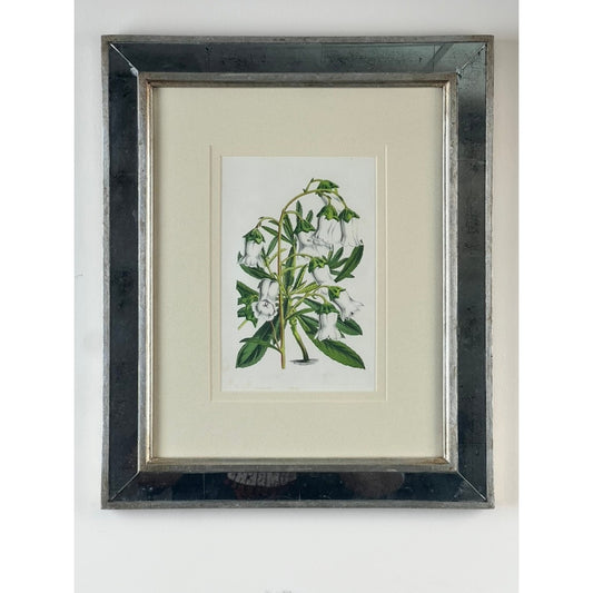 The Vintage Trowbridge Custom Framed Botanical Print “Campanula Vidalii” after Louis van Houtte (1810–1876) from Pearl City Antiques features a vivid green plant with delicate white bell-shaped flowers, beautifully displayed against a white wall. Its metallic frame, highlighted by a wide matte border, brings an elegant Hollywood Regency flair to the classic botanical artwork.