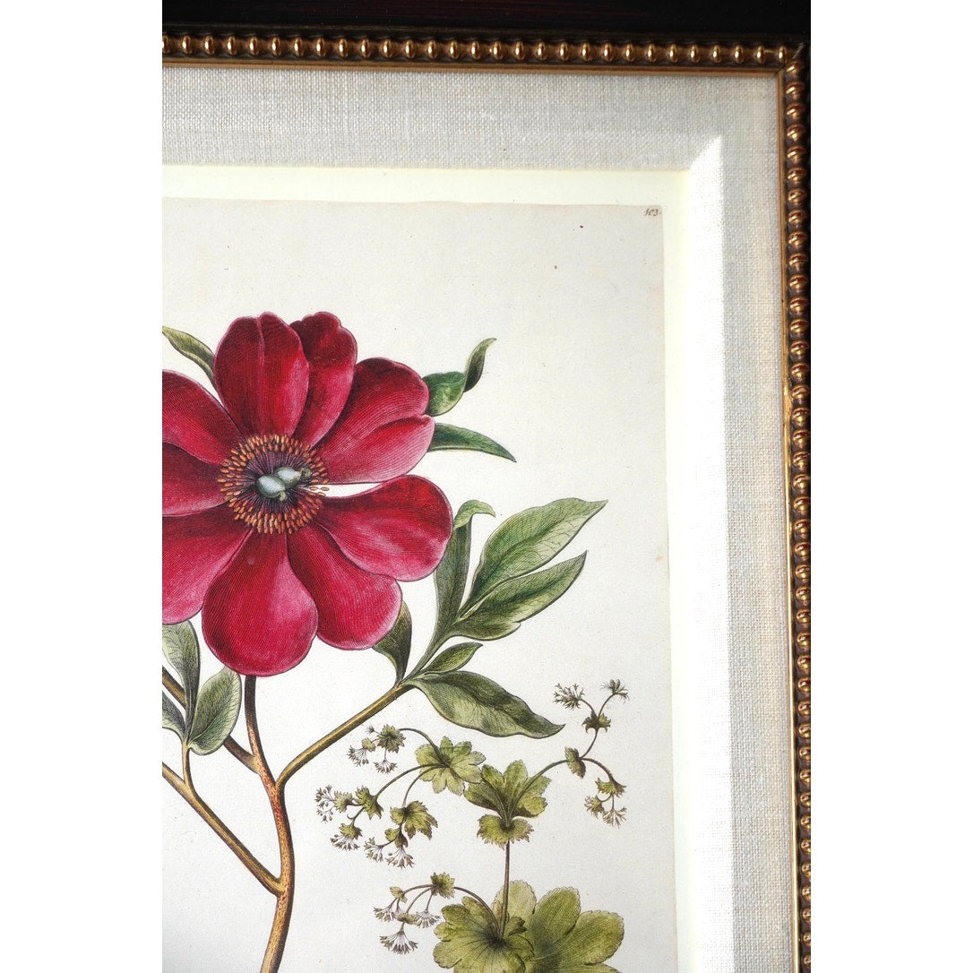 Framed Botanical Print "Paeonia mas flore purpureo," which depicts a purple-flowered peony alongside other plants from Pierre Joseph Buchoz's "Histoire Universelle du Regne Vegetal"