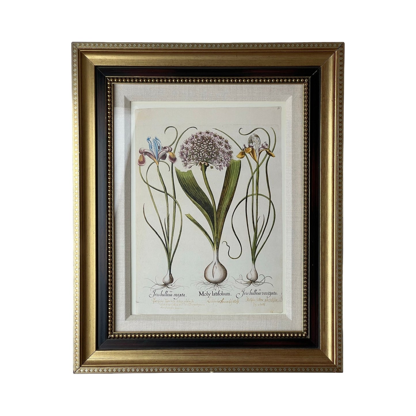 Framed Print Moly latifolium from Basilius Besler's Hortus Eystettensis (Garden of Eichstätt), a florilegium published in Nuremberg in 1613