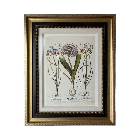 Framed Print Moly latifolium from Basilius Besler's Hortus Eystettensis (Garden of Eichstätt), a florilegium published in Nuremberg in 1613