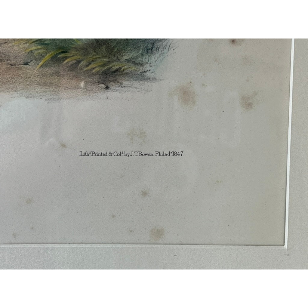 John James Audubon “Tawny Lemming, Back’s Lemming”, 1847 Original Hand Colored Lithograph from the Viviparous Quadrupeds of North America, Imperial Bowen Edition