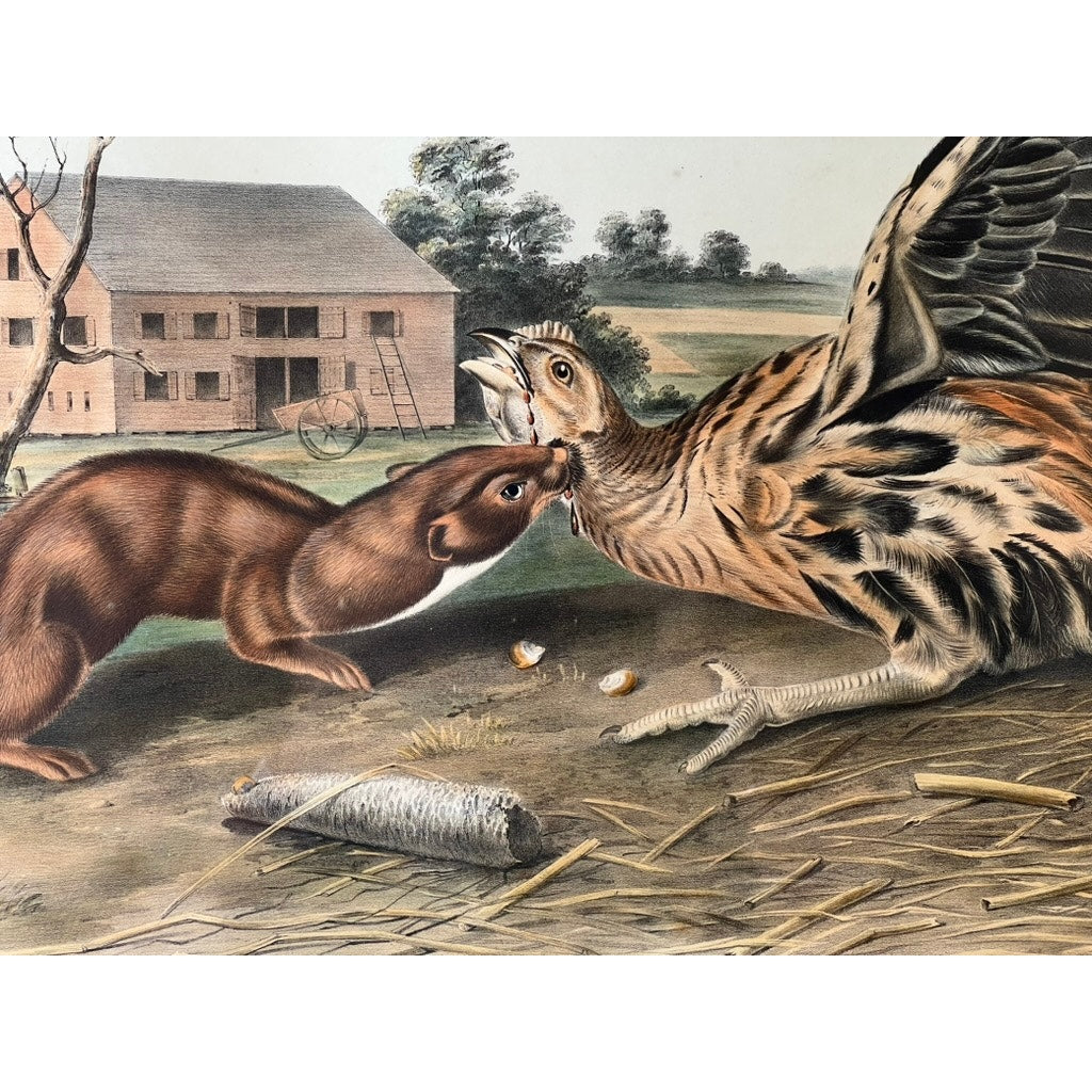 John James Audubon and John Woodhouse Audubon “Tawny Weasel”, 1848 Original Hand Colored Lithograph from Viviparous Quadrupeds of North America, Imperial Edition