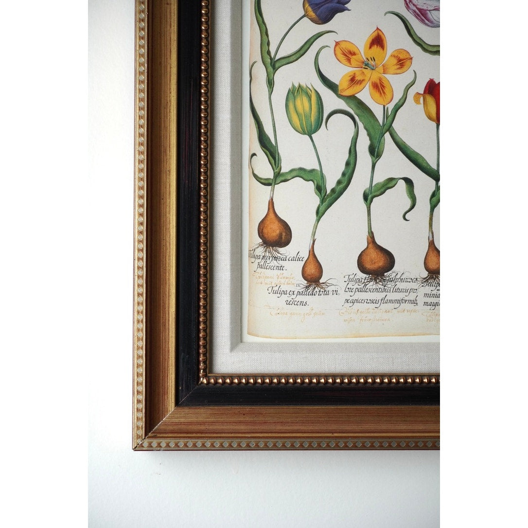 Framed Botanical Print Red and Yellow tulip, et al. From Hortus Eystettensis Pl 73 by Basilius Besler first published 1613