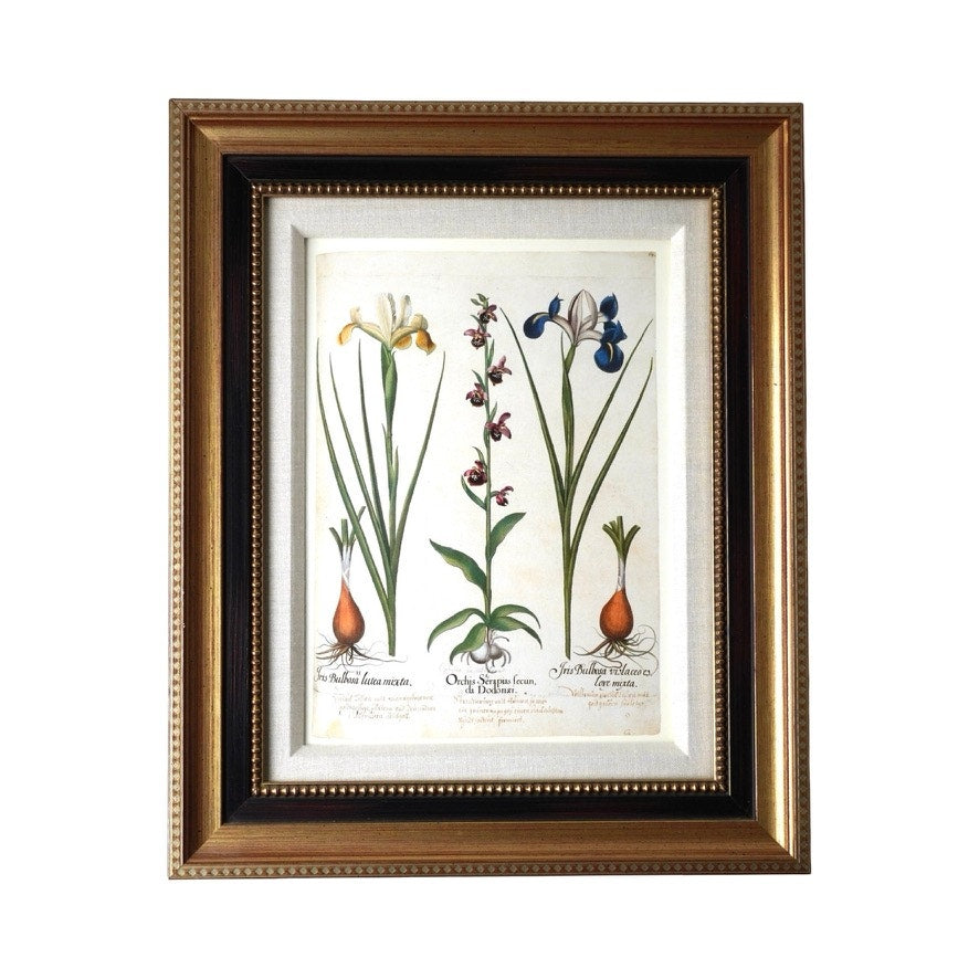 Framed Botanical Print “Iris Bulbosa Lutea Mixta” from Basilius Besler's Hortus Eystettensis, a renowned botanical work first published in 1613