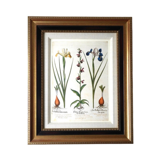 Framed Botanical Print “Iris Bulbosa Lutea Mixta” from Basilius Besler's Hortus Eystettensis, a renowned botanical work first published in 1613