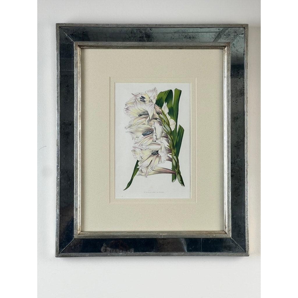 The Trowbridge Vintage Custom Framed Botanical Print “Gladiolus × willmoreanus” after Louis van Houtte features elegant white gladiolus with green leaves, matted and set in a wide silver frame—an ideal Hollywood Regency accent for any white wall.