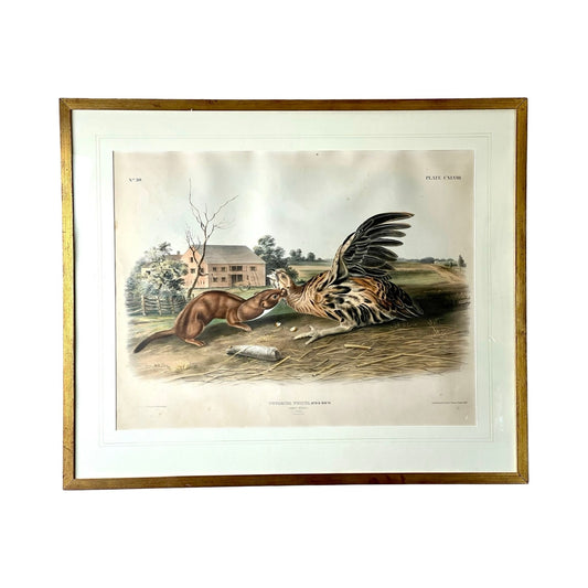 John James Audubon and John Woodhouse Audubon “Tawny Weasel”, 1848 Original Hand Colored Lithograph from Viviparous Quadrupeds of North America, Imperial Edition