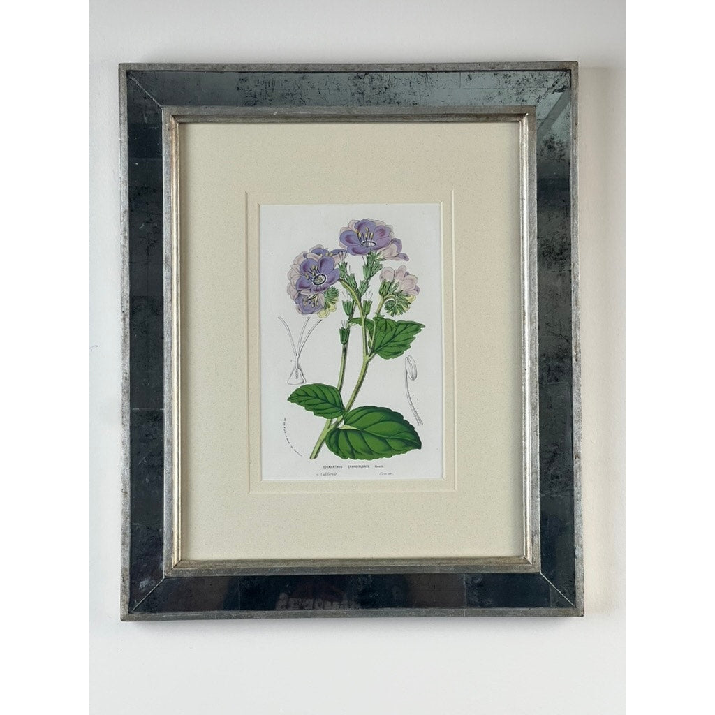 The Trowbridge Vintage Custom Framed Botanical Print “Cosmanthus grandiflorus” after Louis van Houtte (1810–1876) features a purple and white flower with green leaves, classic scientific labels, and is displayed against a white wall.