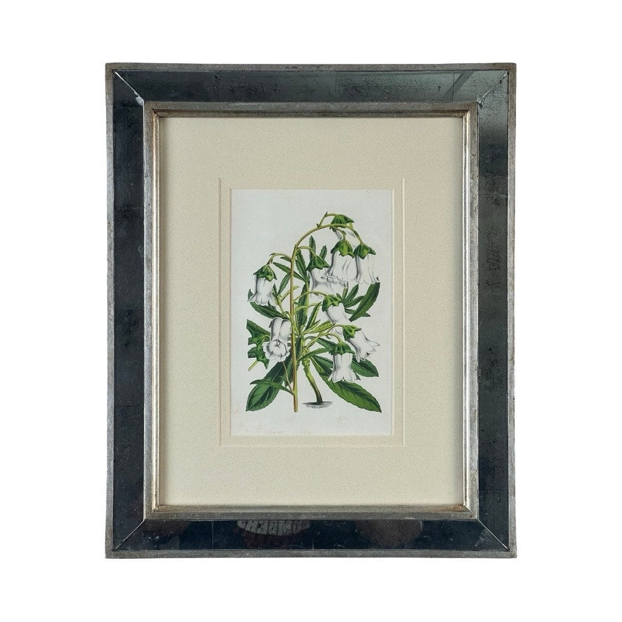 The Trowbridge Vintage Custom Framed Botanical Print “Campanula Vidalii” after Louis van Houtte (1810–1876) features white bell-shaped flowers and green leaves, double-matted and set in a metallic silver Hollywood Regency-style frame.