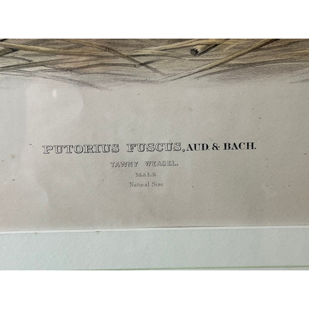 John James Audubon and John Woodhouse Audubon “Tawny Weasel”, 1848 Original Hand Colored Lithograph from Viviparous Quadrupeds of North America, Imperial Edition