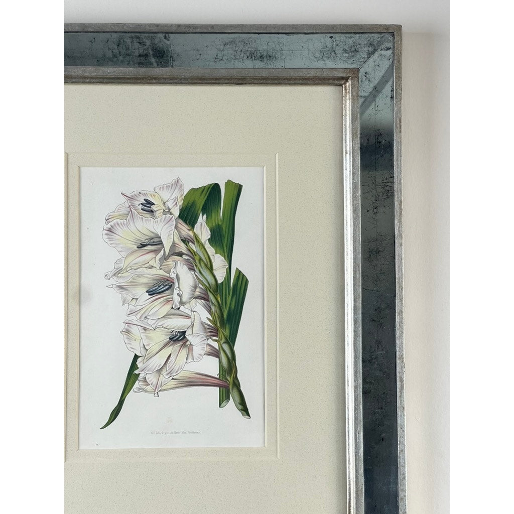 Close-up of a Vintage Trowbridge Custom Framed Botanical Print, “Gladiolus × willmoreanus” after Louis van Houtte (1810–1876), in a metallic silver frame. Only part of the artwork and frame appear against a light wall.