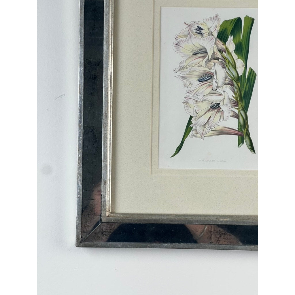 A close-up of the Trowbridge "Gladiolus × willmoreanus" vintage botanical print after Louis van Houtte displays white flowers with green leaves in the lower left corner of the custom frame against a white wall.