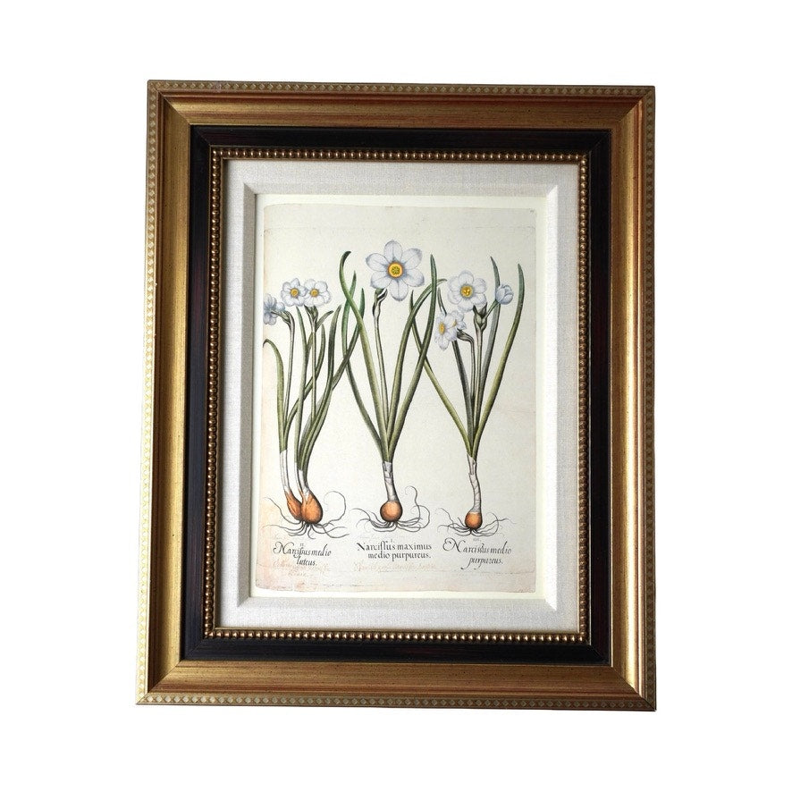 Framed Botanical Print “Narcissus maximus medio purpureus” by Basilius Besler.