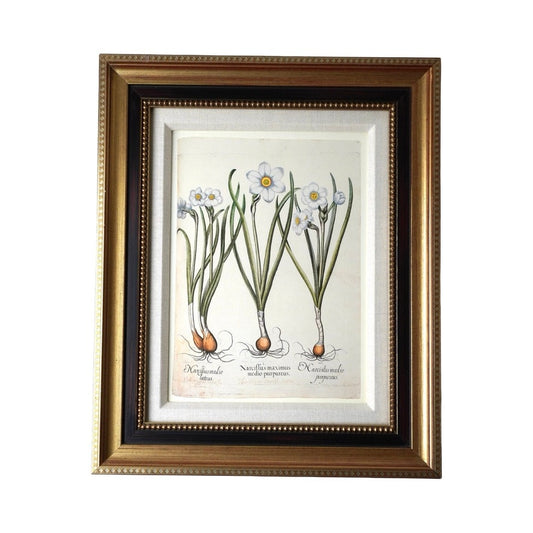 Framed Botanical Print “Narcissus maximus medio purpureus” by Basilius Besler.