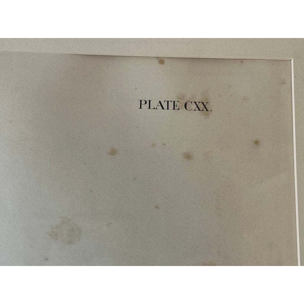 John James Audubon “Tawny Lemming, Back’s Lemming”, 1847 Original Hand Colored Lithograph from the Viviparous Quadrupeds of North America, Imperial Bowen Edition