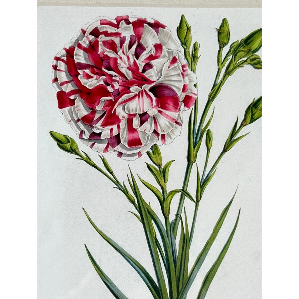 The Trowbridge vintage custom framed botanical print “Dianthus caryophyllus” after Louis Stroobant (Belgium, 1845-1888) features a ruffled red and white carnation with green buds on slender stems, set against a plain white background.