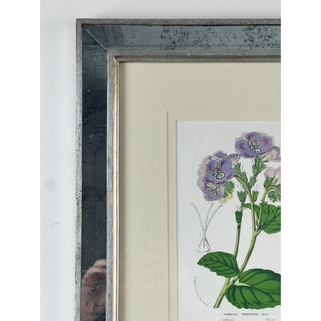 Close-up of Trowbridge’s vintage "Cosmanthus grandiflorus" botanical print after Louis van Houtte, custom framed with a reflective metallic finish in Hollywood Regency style; a hand holding a phone is visible in the frame's reflection.