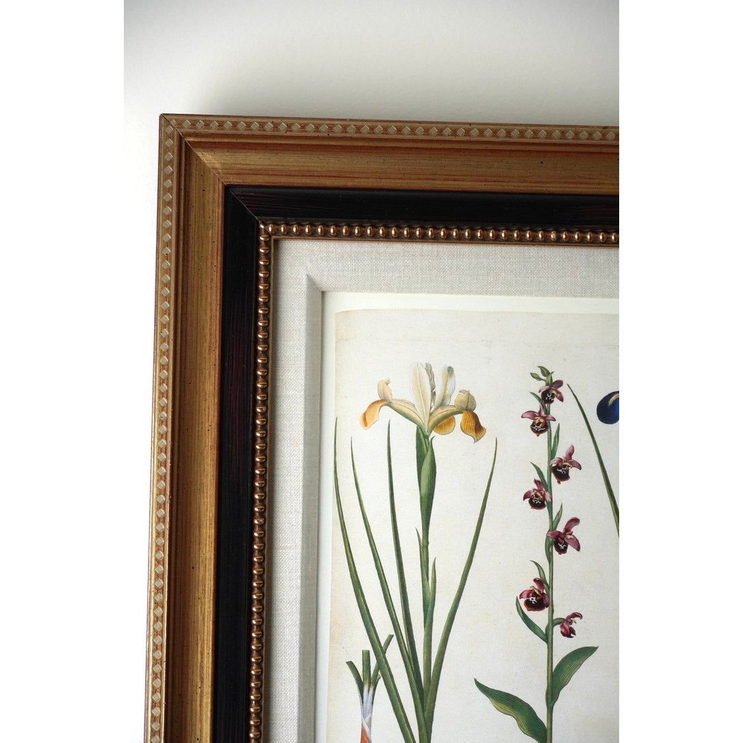 Framed Botanical Print “Iris Bulbosa Lutea Mixta” from Basilius Besler's Hortus Eystettensis, a renowned botanical work first published in 1613