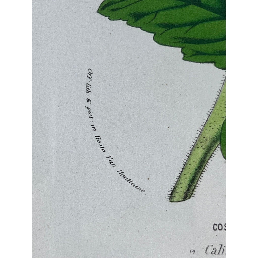 A close-up of the Trowbridge “Cosmanthus grandiflorus” vintage botanical print after Louis van Houtte shows a green, hairy stem and leaf with small curved text—evoking Hollywood Regency style elegance.