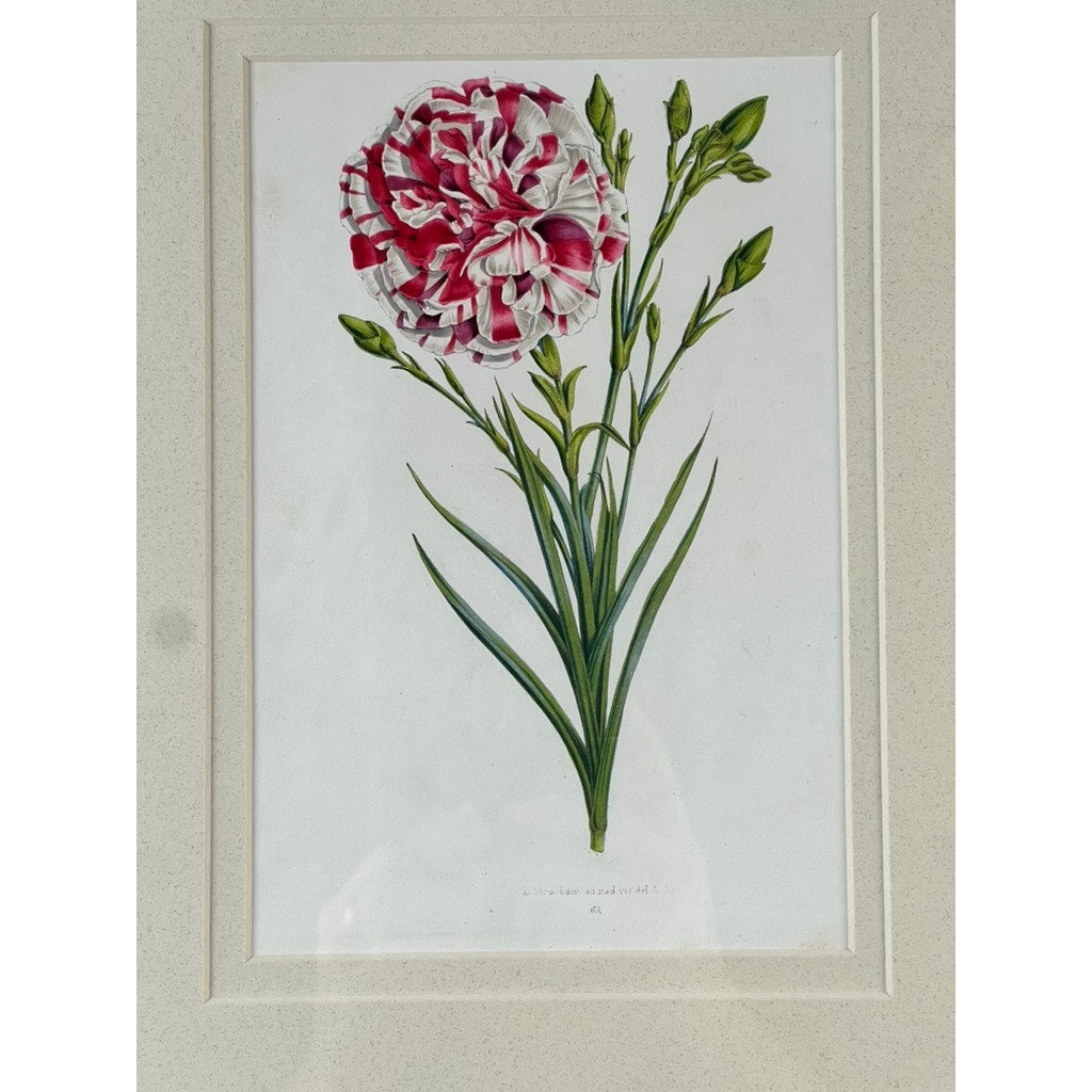 The Trowbridge Vintage Custom Framed Botanical Print “Dianthus caryophyllus” after Louis Stroobant (Belgium, 1845-1888) features a red and white striped carnation with green leaves, evoking classic 19th-century botanical illustrations.