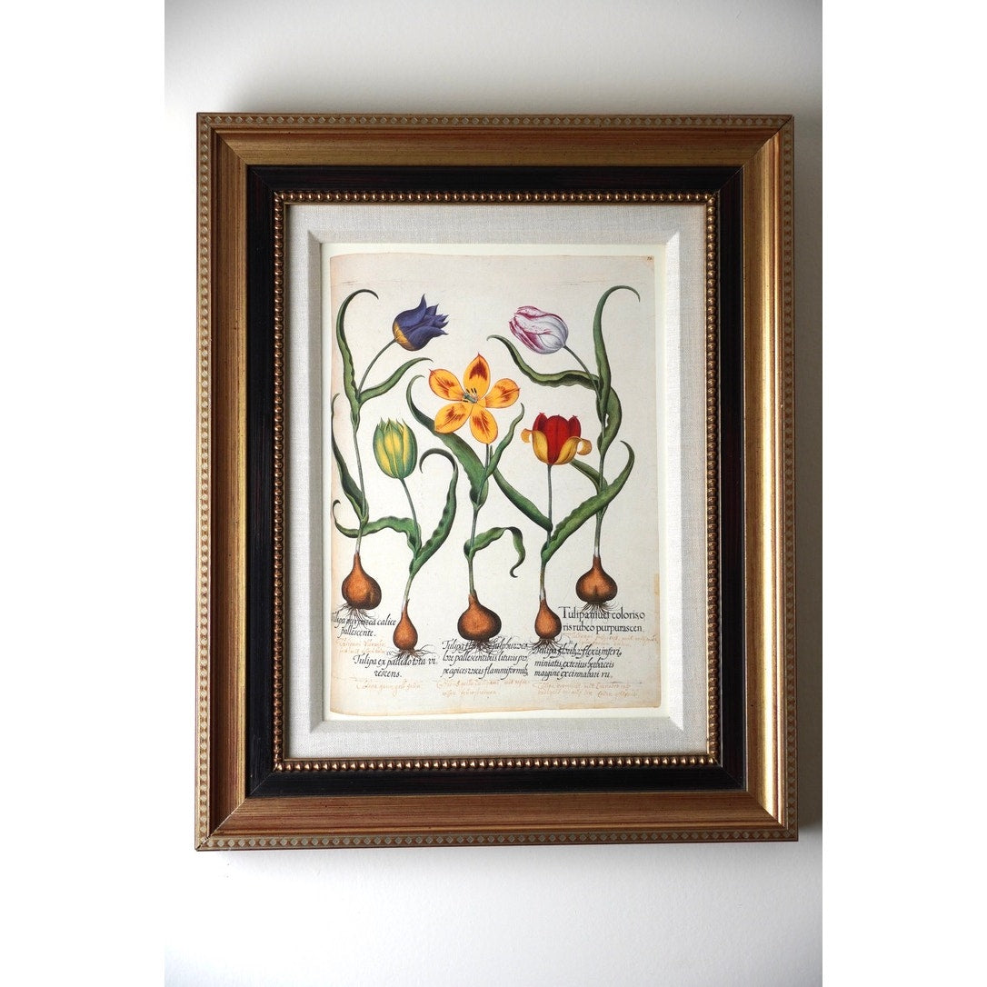 Framed Botanical Print Red and Yellow tulip, et al. From Hortus Eystettensis Pl 73 by Basilius Besler first published 1613
