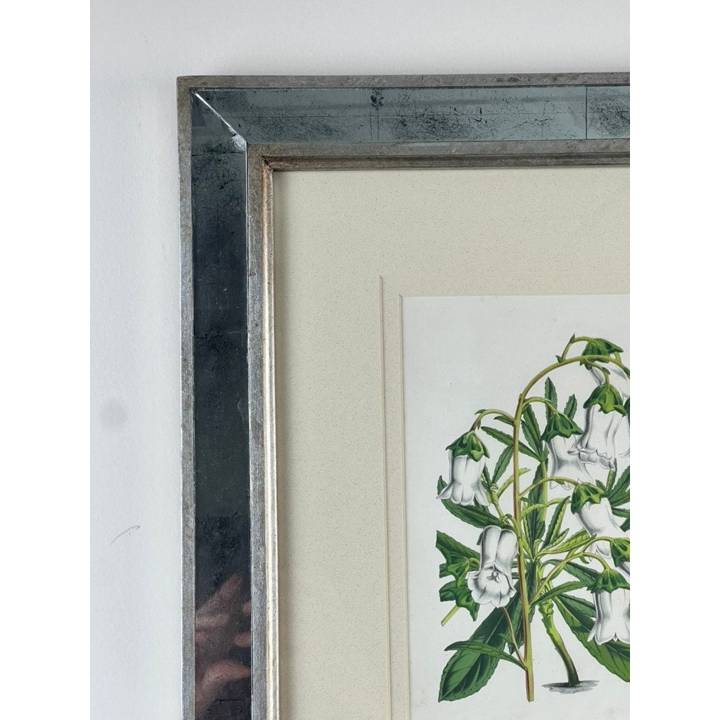 A close-up of the Trowbridge Vintage Custom Framed Botanical Print “Campanula Vidalii” after Louis van Houtte, showing green leaves and white bell-shaped flowers in a reflective silver frame with off-white mat.