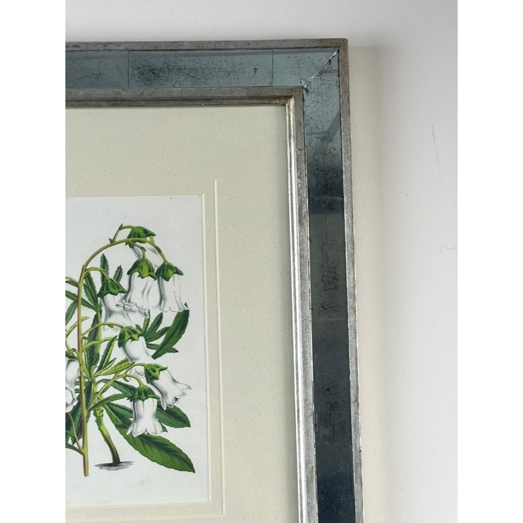 Close-up of the top right corner of the Trowbridge Vintage Custom Framed Botanical Print “Campanula Vidalii” after Louis van Houtte (1810–1876), with white bell-shaped flowers and green leaves in a metallic silver frame on a white wall.