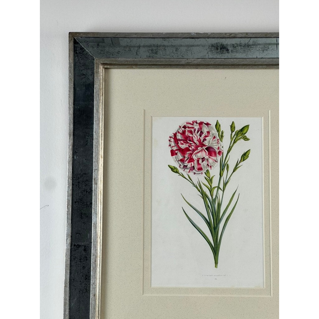 A Vintage Trowbridge custom-framed botanical print, “Dianthus caryophyllus” after Louis Stroobant (Belgium, 1845-1888), is partially visible in an elegant frame against a white wall.