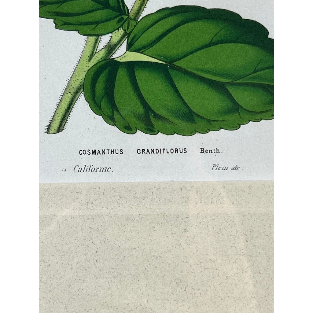 The Trowbridge Vintage Custom Framed Botanical Print, “Cosmanthus grandiflorus” after Louis van Houtte (1810–1876), features lush green leaves on a white background in a classic Hollywood Regency style.