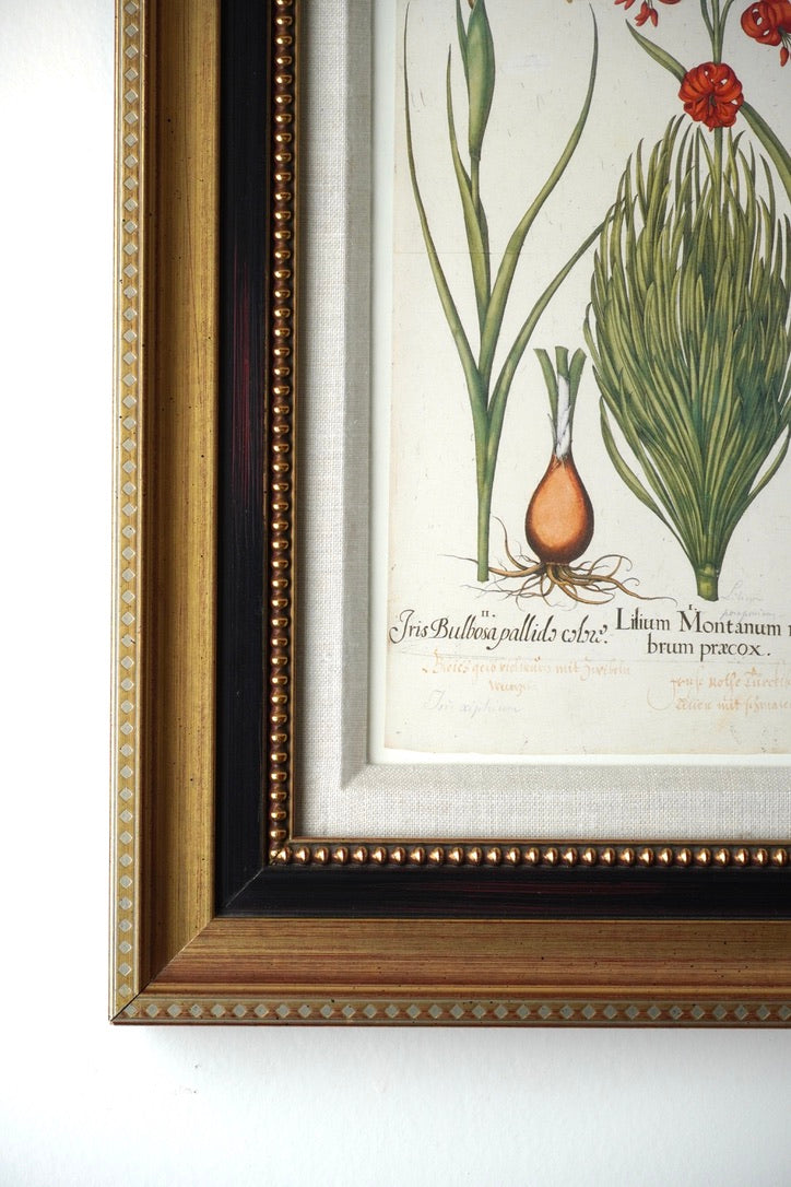Framed Botanical Print Iris Bulbosa pallida from Basilius Besler's "Hortus Eystettensis," a renowned florilegium first published in 1613