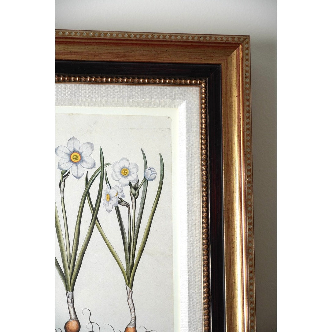 Framed Botanical Print “Narcissus maximus medio purpureus” by Basilius Besler.